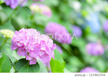 アジサイ　 115462350