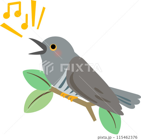枝にとまり鳴いているカッコウ 115462376