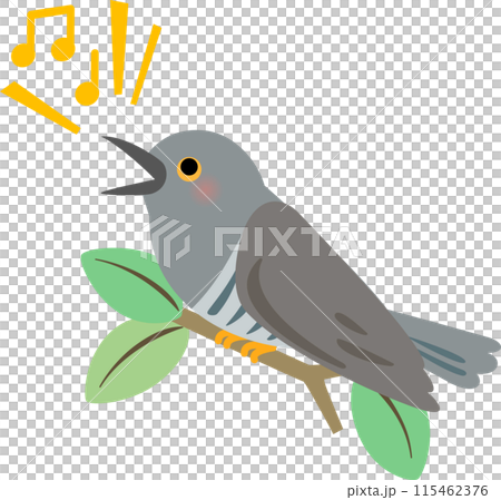 枝にとまり鳴いているカッコウ 115462376