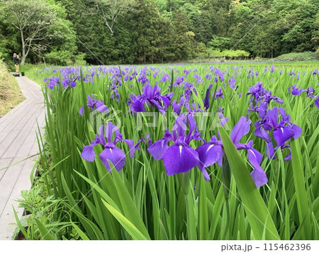 紫色の花が見ごろを迎えたカキツバタ 115462396