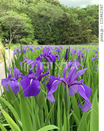 紫色の花が見ごろを迎えたカキツバタ 115462397