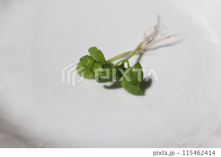 白い皿の上の新鮮なバジルの芽 115462414