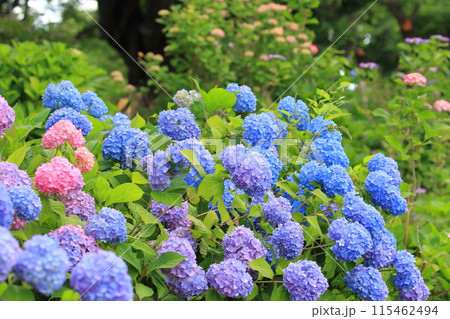 満開の紫陽花　都立水元公園　 115462494
