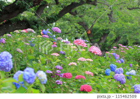 満開の紫陽花 都立水元公園  満開の紫陽花 都立水元公園  115462509