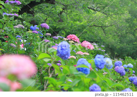 満開の紫陽花　都立水元公園　 115462511