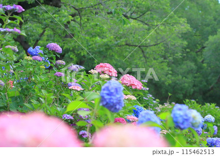 満開の紫陽花　都立水元公園　 115462513