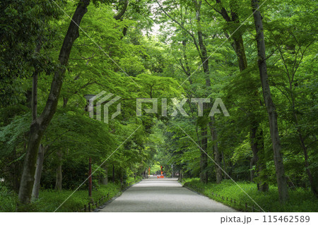京都　下鴨神社　糺の森 115462589