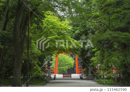 京都　下鴨神社　糺の森〜二の鳥居〜楼門 115462590