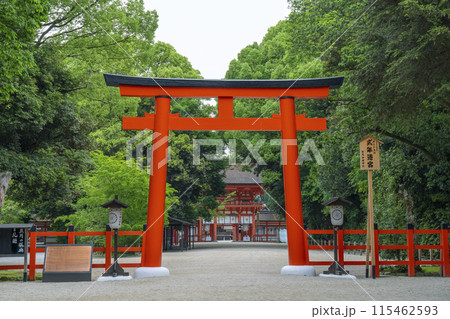 京都 下鴨神社 糺の森〜二の鳥居〜楼門 京都 下鴨神社 糺の森〜二の鳥居〜楼門 115462593