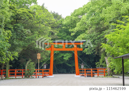 京都 下鴨神社 糺の森〜二の鳥居 京都 下鴨神社 糺の森〜二の鳥居 115462599