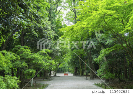 京都 下鴨神社 糺の森 京都 下鴨神社 糺の森 115462622