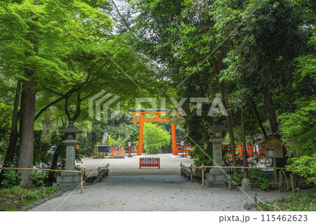 京都　下鴨神社　糺の森 115462623