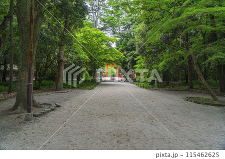 京都 下鴨神社 糺の森 京都 下鴨神社 糺の森 115462625
