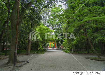 京都 下鴨神社 糺の森 京都 下鴨神社 糺の森 115462626