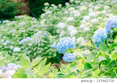 パステルブルーの紫陽花 115462718