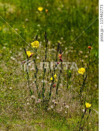 マツヨイグサの黄色い花 マツヨイグサの黄色い花 115462773