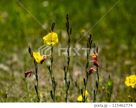 マツヨイグサの黄色い花 115462774