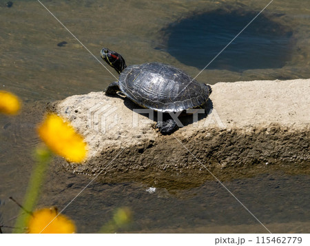 川にある岩の上で甲羅干ししているミシシッピアカミミガメ 115462779