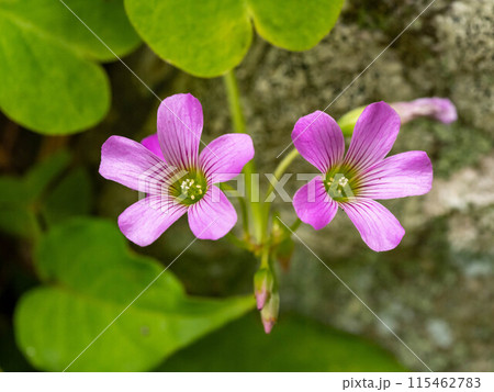 ムラサキカタバミの花 115462783