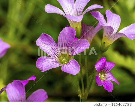 ムラサキカタバミの花 115462785