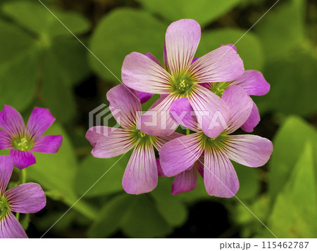 ムラサキカタバミの花 115462787