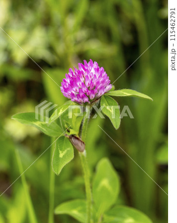 ムラサキツメクサの花 115462791