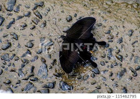 川の側で吸水するモンキアゲハ 115462795