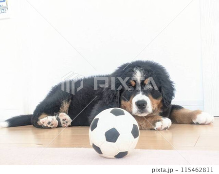 サッカーボールで遊ぶ子犬 バーニーズマウンテンドッグ サッカーボールで遊ぶ子犬 バーニーズマウンテンドッグ 115462811