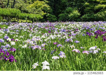 東京都　小石川後楽園　菖蒲田の花ショウブ　国の特別史跡 115462883
