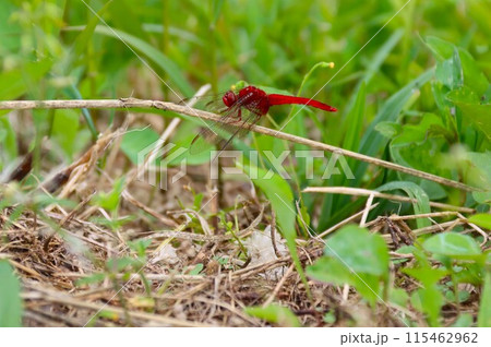 野原の枯れ草に止まる赤トンボの生態写真 野原の枯れ草に止まる赤トンボの生態写真 115462962