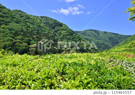 大河内山荘 嵐山 大河内山荘 嵐山 115463557