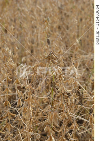 Soybean Soybean 115463664
