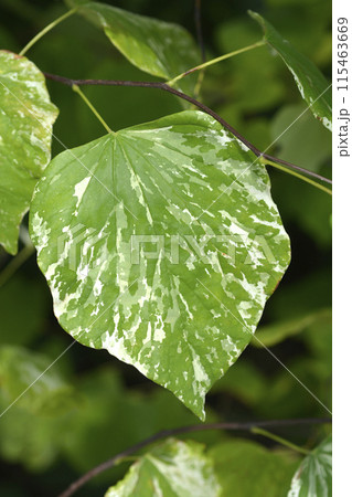 Eastern Redbud Alley Cat 115463669