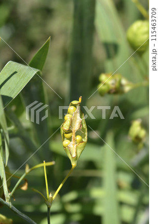 Blackberry lily Blackberry lily 115463709