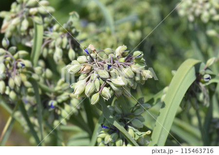 Ohio Spiderwort Ohio Spiderwort 115463716