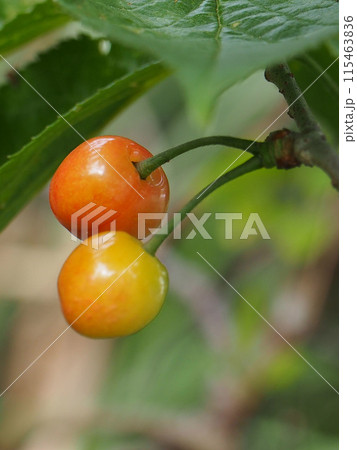 源内山のサクランボ(桜の実のクローズアップ) 源内山のサクランボ(桜の実のクローズアップ) 115463836