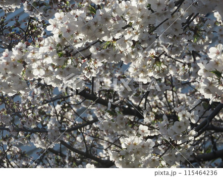 ぼやけた満開の桜 115464236