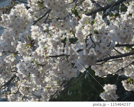 花満開の桜 花満開の桜 115464237