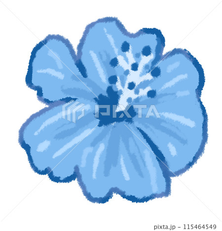 青い涼しげなハイビスカスの花 115464549