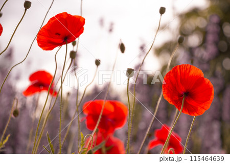 graceful red fragile poppies in the meadow, sepia, summer atmosphere on a field 115464639