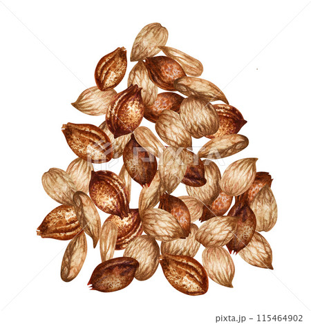 Apricot kernels and seeds. Watercolor illustration for the design of templates for labels, banners, menus, invitations, wallpapers, advertising of apricot oil in medicine, cosmetology and cooking Apricot kernels and seeds. Watercolor illustration for the design of templates for labels, banners, menus, invitations, wallpapers, advertising of apricot oil in medicine, cosmetology and cooking 115464902
