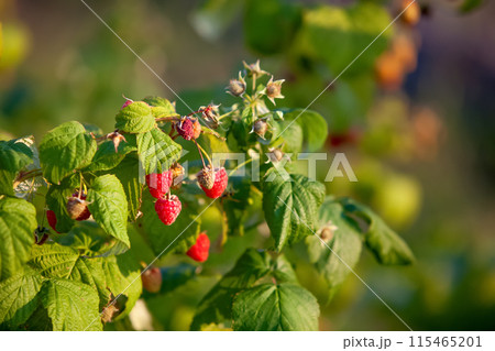Raspberry bush in an outdoor setting, blurred...の写真素材 [115465201] - PIXTA