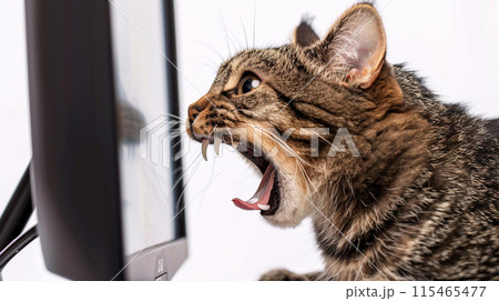 PC画面を威嚇する猫 115465477