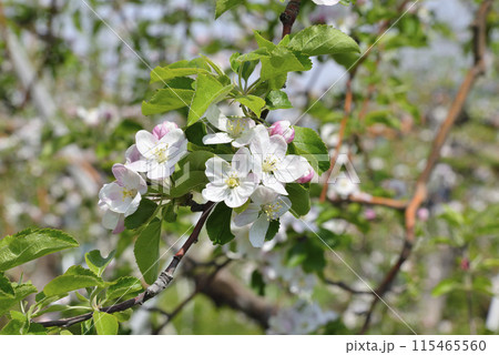 リンゴの花 リンゴの花 115465560