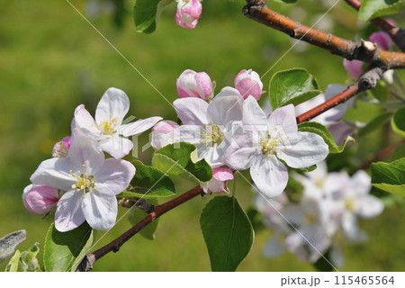 リンゴの花 115465564
