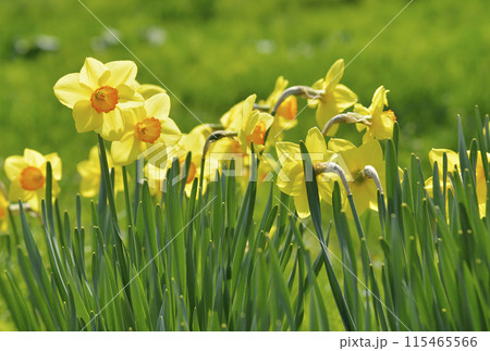 スイセン スイセン 115465566