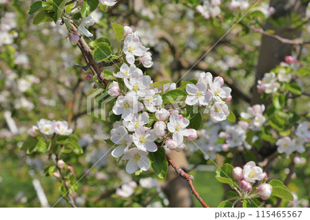 リンゴの花 リンゴの花 115465567