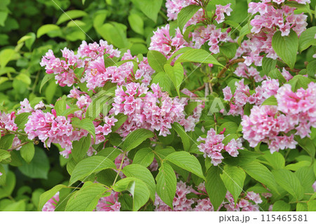 タニウツギ タニウツギ 115465581