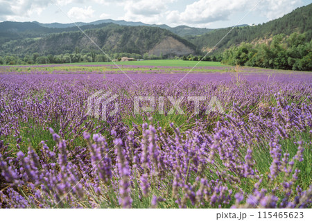 Field of lavender in Drome France with green hill backdrop. Beautiful summer landscape on a bright sunny day. Eco responsible sourcing of essential oils and makeup ingredients 115465623
