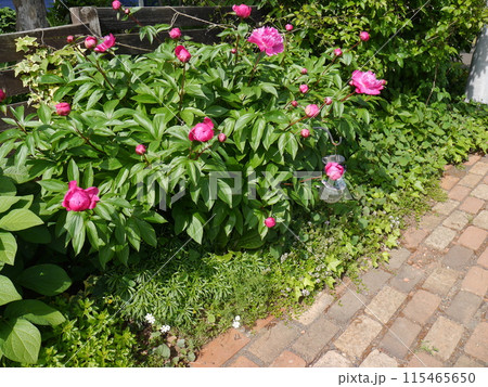 ピンクのシャクヤクが咲く庭 115465650